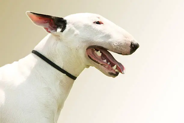 Pit Bull Terrier close-up portrait