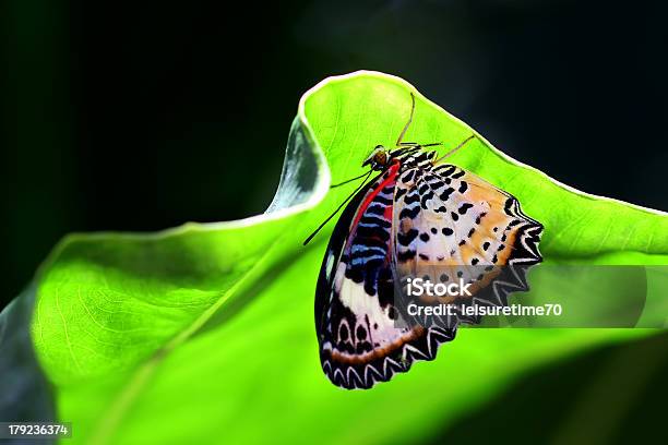 Motyl - zdjęcia stockowe i więcej obrazów Bliskie zbliżenie - Bliskie zbliżenie, Czułek, Część ciała zwierzęcia