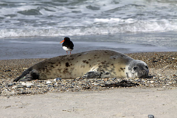 istock Grey seal on the beach of Helgoland Dune 179236428
