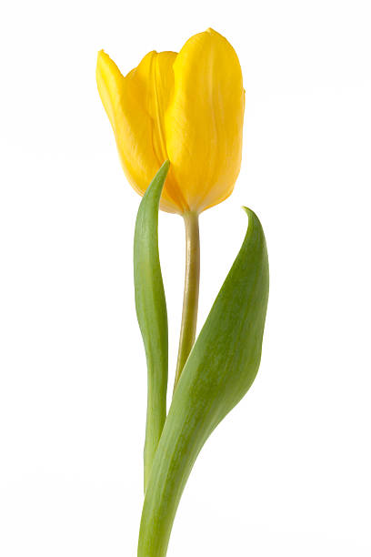 istock Tulip isolated on white background. Leaves positioned for humours affect. 179236524