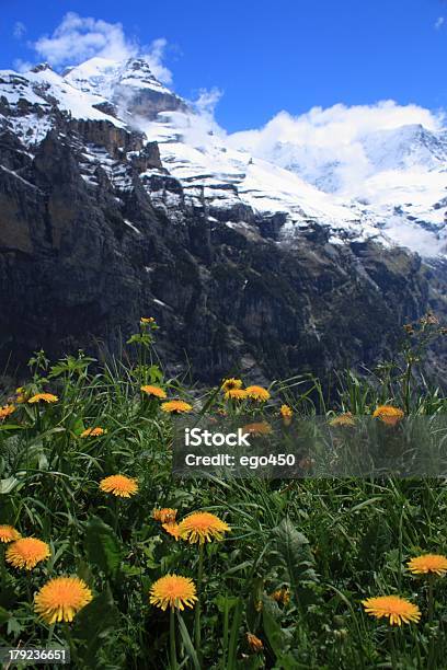 Photo libre de droit de Suisse banque d'images et plus d'images libres de droit de Alpes européennes - Alpes européennes, Arbre en fleurs, Capitule