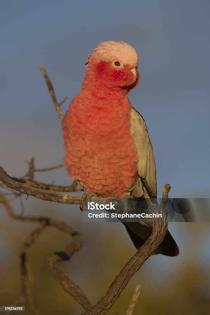 Galah Galah at Nambung National Park (Australia) Animal Wildlife Stock Photo