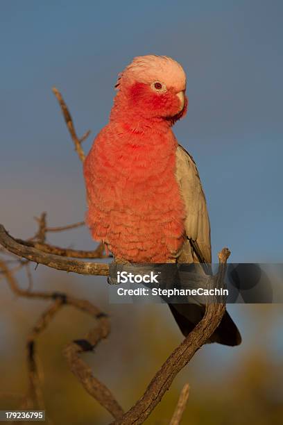 Galah Stock Photo - Download Image Now - Animal Wildlife, Animals In The Wild, Bird