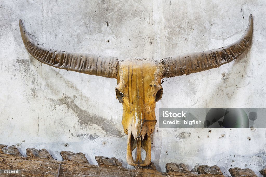 Cuerno buffalo con fondo de ladrillo viejo - Foto de stock de Animal libre de derechos