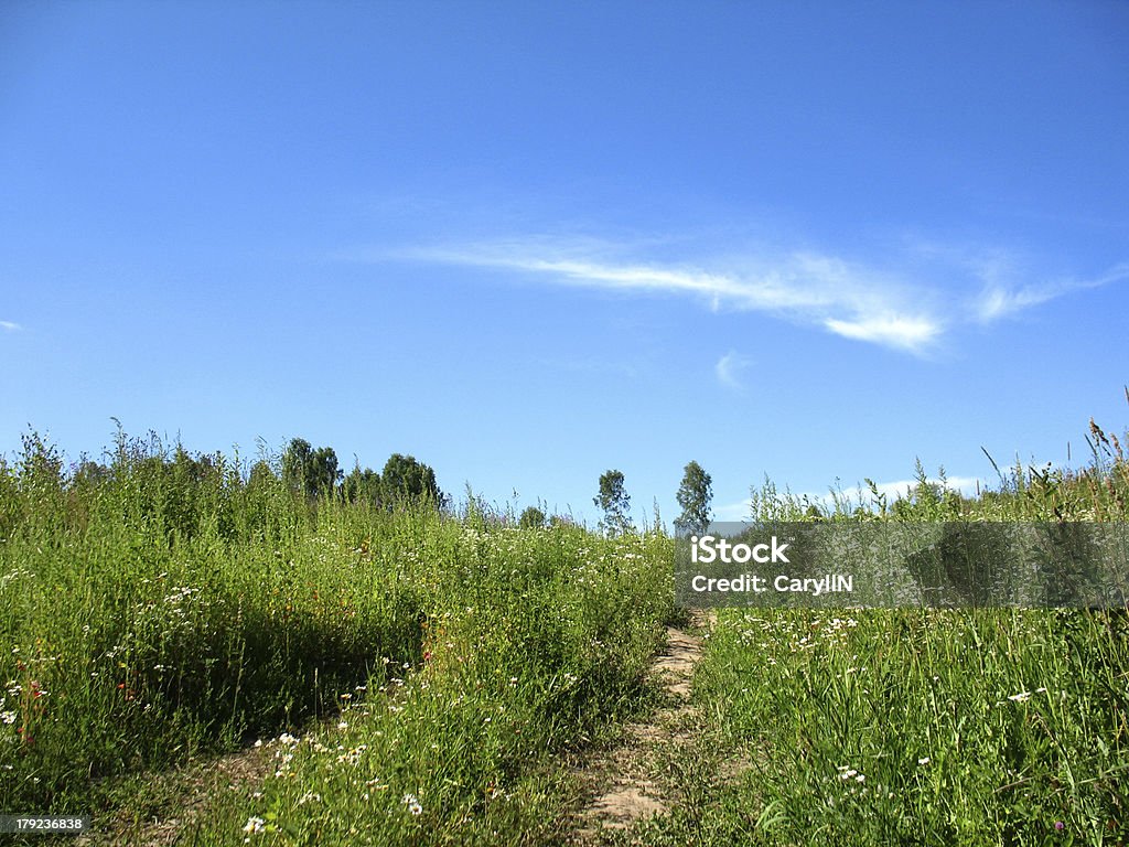 Campo di erba verde - Foto stock royalty-free di Albero