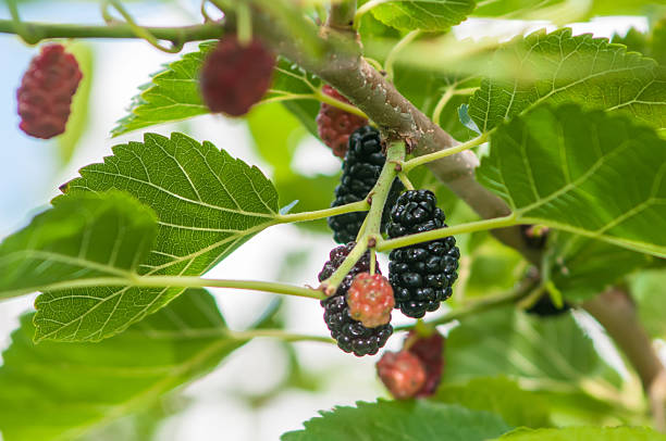 istock Ripe mulberry on the branches 179237082