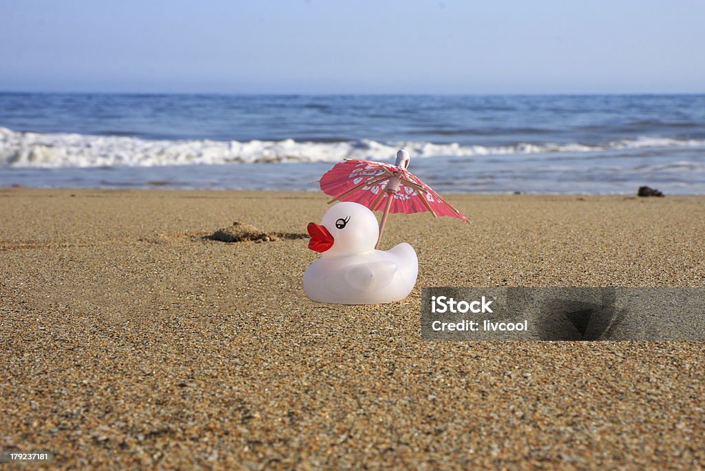 Canard sur la plage - Photo de Blanc libre de droits