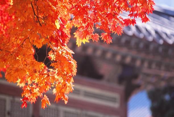 istock Autumn in Seoul 179237342