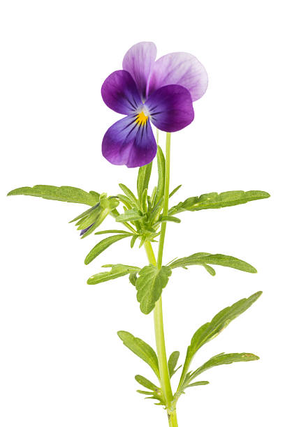 Viola/pansy tricolor isolated on white background Viola/pansy tricolor isolated on white background viola tricolor stock pictures, royalty-free photos & images