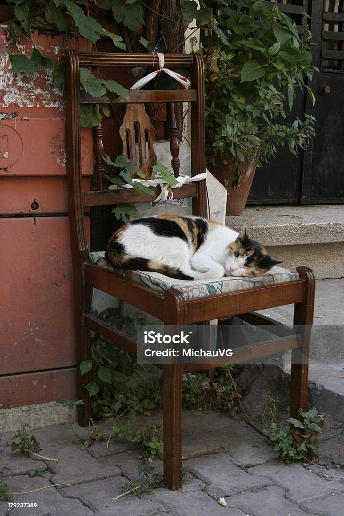 Chat dans la rue Istanbul - Photo de Chaise libre de droits