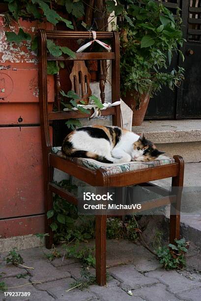 Cat In The Street Istanbul Stock Photo - Download Image Now - Chair, Domestic Cat, Istanbul