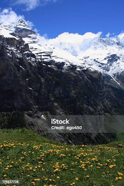 Alpes Suíços - Fotografias de stock e mais imagens de Alpes Europeus - Alpes Europeus, Ao Ar Livre, Cabeça de Flor