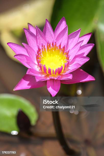 Lotus Planta De Agua Foto de stock y más banco de imágenes de Aire libre - Aire libre, Belleza, Belleza de la naturaleza