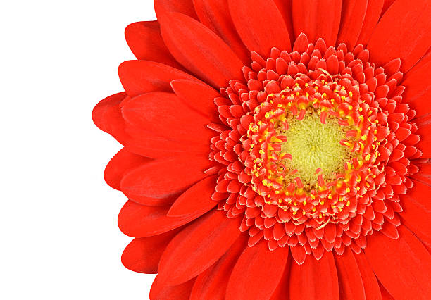 красный календула цветок часть изолирован на белом - perfection gerbera daisy single flower flower стоковые фото и изображения