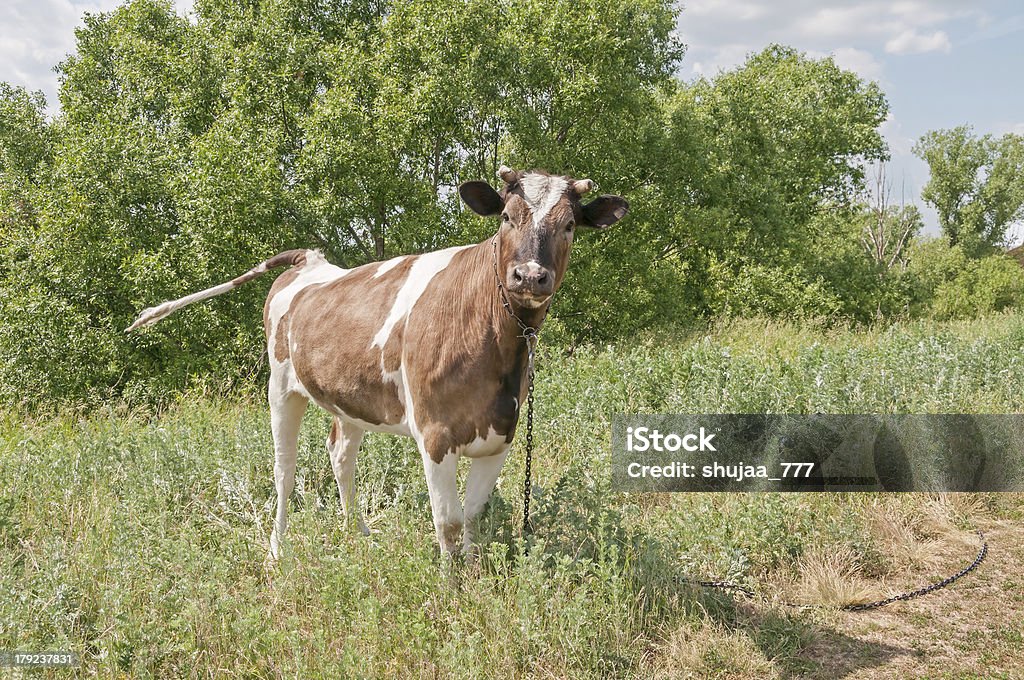 Lustiger skewbald bull – Wade berührt chained auf Rasen nahe dirty road - Lizenzfrei Baum Stock-Foto