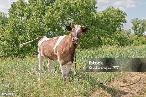 Lustiger Skewbald Bull Wade Berührt Chained Auf Rasen Nahe Dirty Road Stockfoto und mehr Bilder von Baum