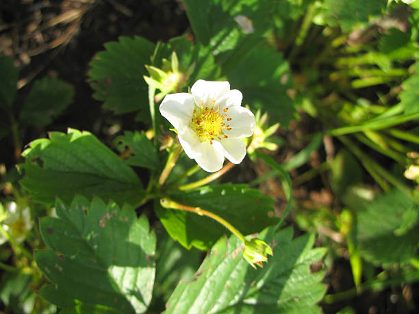 istock branch of a plant and white blossoming 179237911