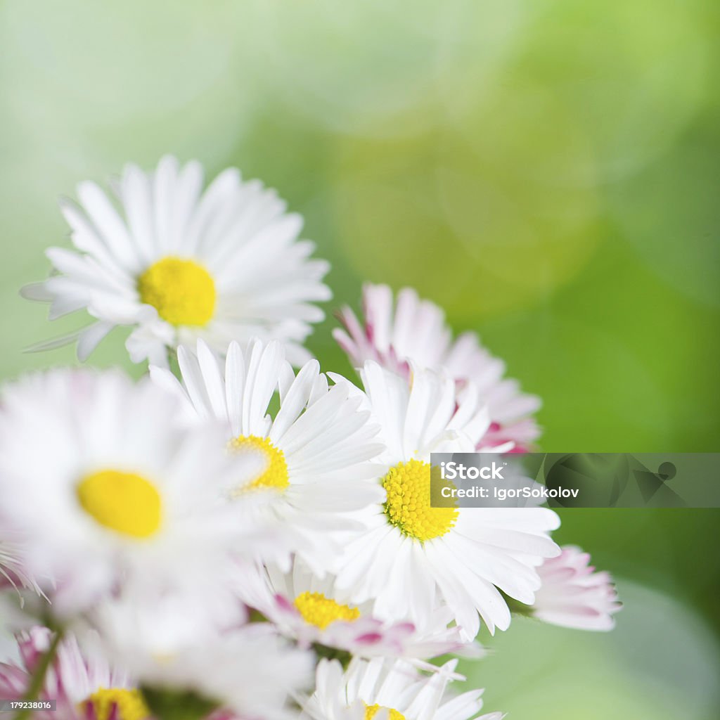 Belles fleurs de Marguerite, gros plan. Fond de l'été - Photo de Anthémis libre de droits