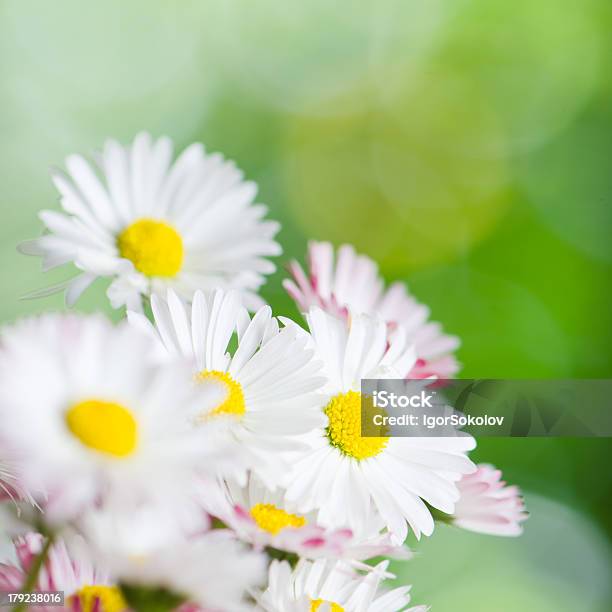 Bellissimi Fiori Margherita Closeup Estate Sfondo - Fotografie stock e altre immagini di Aiuola