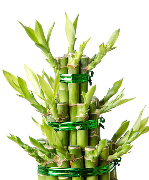 istock Lucky bamboo, Dracaena sanderiana 179238052