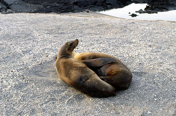 istock Sea lion_11 179238126