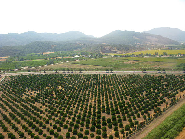 istock fruit mediterranean gardens view of lines trees 179238213