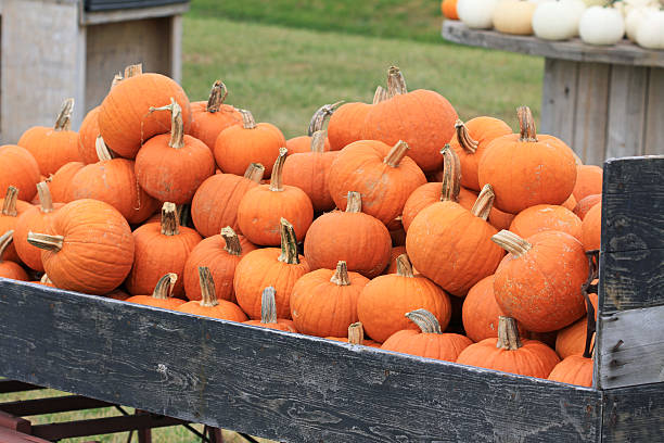 istock Heavily loaded cart with orange pumpkins 179238368