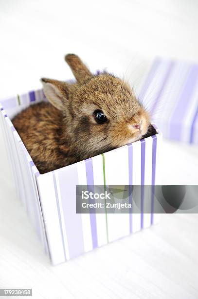 Foto de Coelho De Bebê Bonito Na Caixa De Surpresa e mais fotos de stock de Animal - Animal, Animal de estimação, Animal doméstico