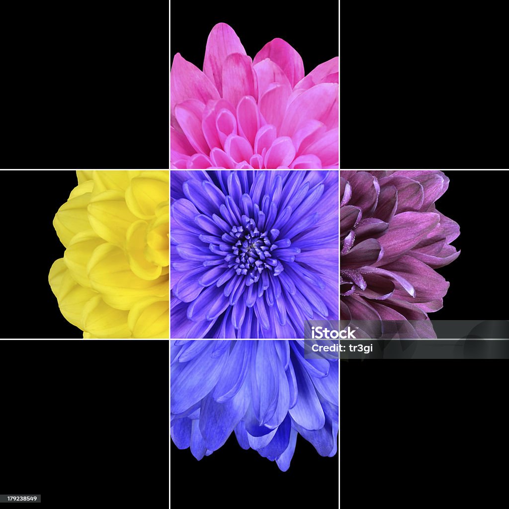 Flores de Crisântemo colorido mosaico de Design - Royalty-free Fundo Preto Foto de stock