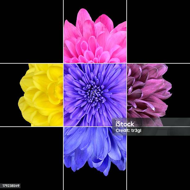 Flores De Crisântemo Colorido Mosaico De Design - Fotografias de stock e mais imagens de Fundo Preto - Fundo Preto, Arco-Íris, Crisântemo