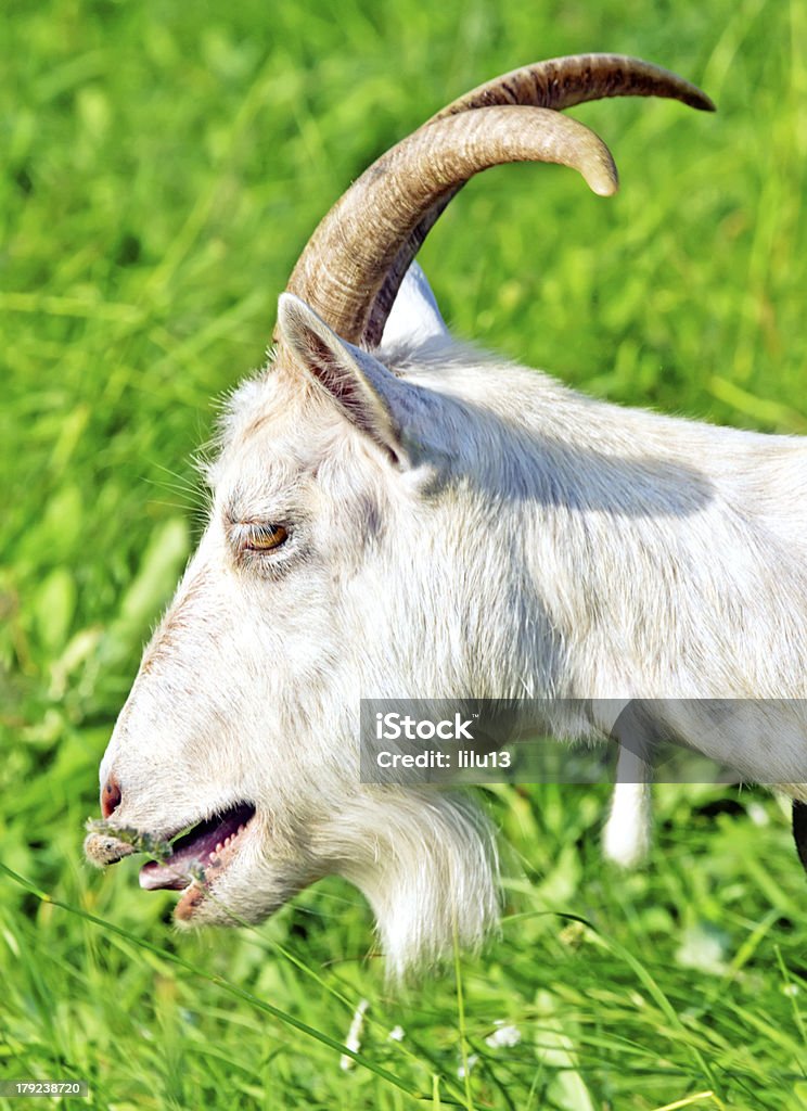 Branco horned de cabra - Foto de stock de Agricultura royalty-free