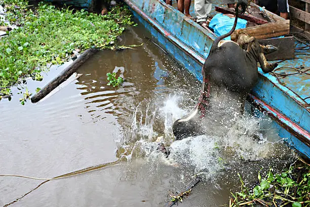A cow does a belly flop as it is pulled off a boat in the port of Iquitos, Peru