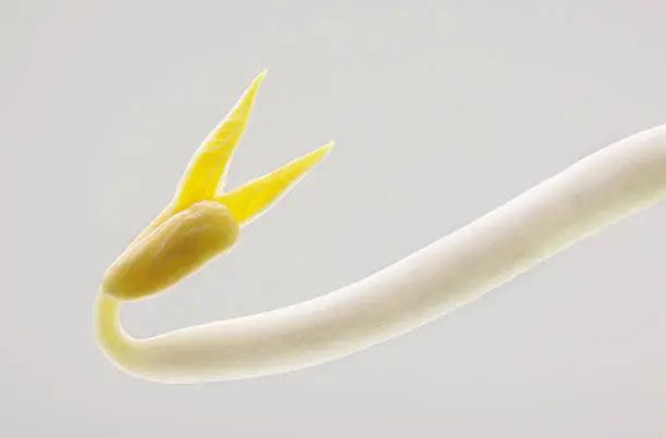 Close up bean sprout in white background
