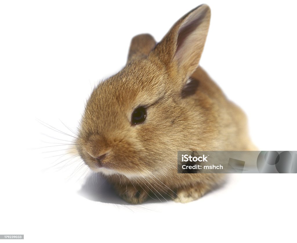 Baby rabbit. Brown baby bunny isolated on white background. Baby Rabbit Stock Photo