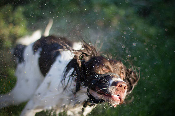 Wed dog shaking stock photo