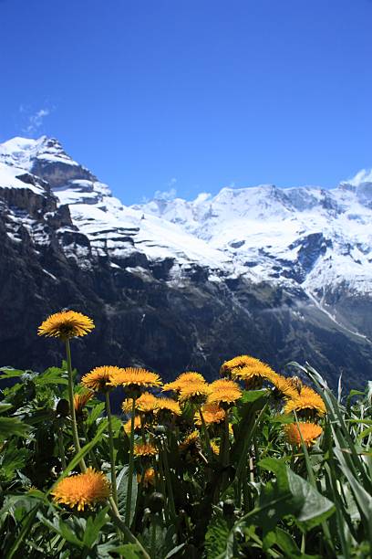 der schweiz - schreckhorn stock-fotos und bilder