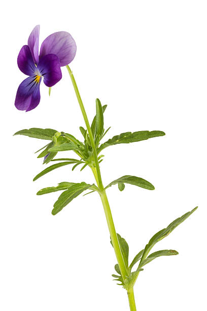 istock Viola/pansy tricolor isolated on white background 179239715