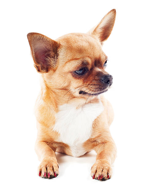 istock Red chihuahua dog isolated on white background. 179240015