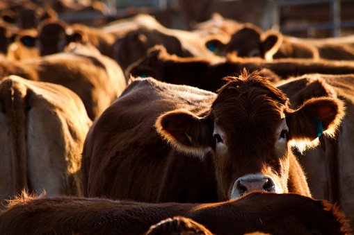 the cow is looking at the camera