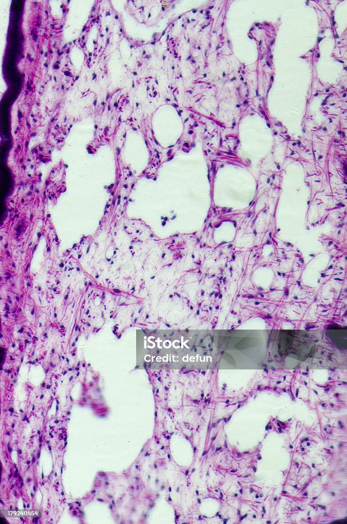 cilliated Epithel Gewebe - Lizenzfrei Atmungsorgan Stock-Foto