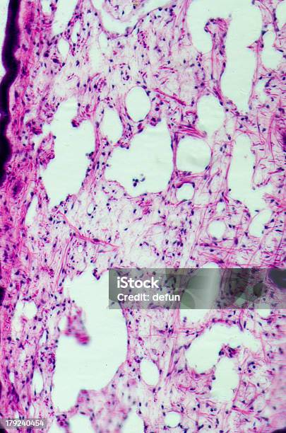 Cilliated Epithel Gewebe Stockfoto und mehr Bilder von Atmungsorgan - Atmungsorgan, Basalschicht, Bildhintergrund