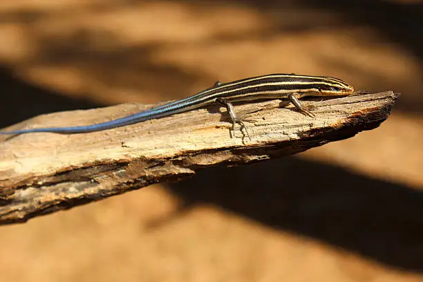 A young blue tailed five lined skink (Plestiodon fasciatus) rests on stick in forest.
