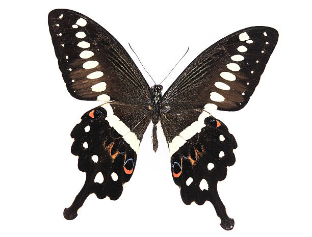 istock Papilionidae:brown and white of black butterfly 179240563