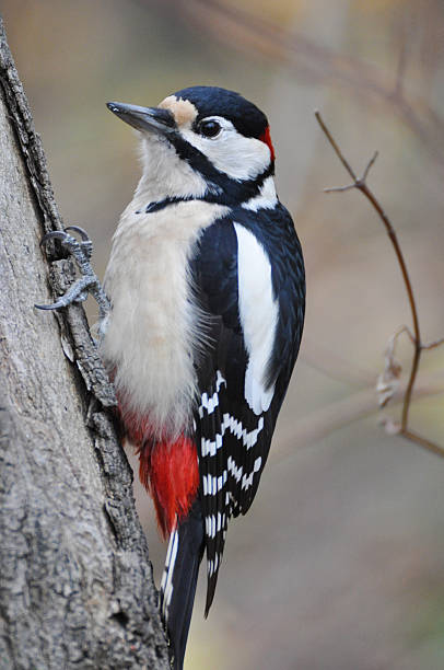 istock great spotted woodpecker 179240673