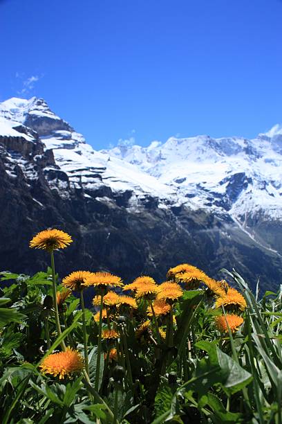 alpes suizos - switzerland interlaken schreckhorn mountain fotografías e imágenes de stock