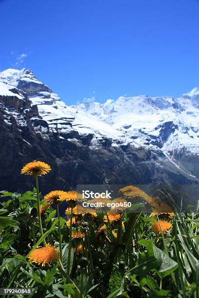 Alpi Svizzere - Fotografie stock e altre immagini di Alpi - Alpi, Ambientazione esterna, Aster