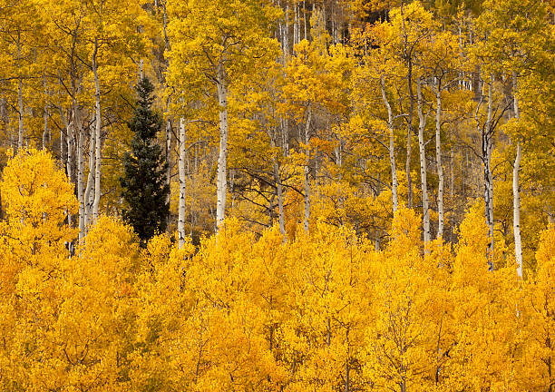 istock Blue Spruce among the Aspen 179240967