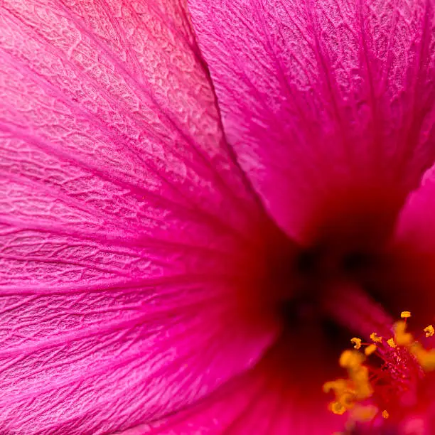 Photo of Pink hibiscus flower