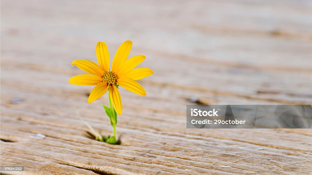 예루살렘 아티초크, Sunchoke - 로열티 프리 배 스톡 사진