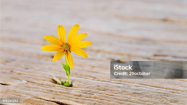 예루살렘 아티초크 Sunchoke 배에 대한 스톡 사진 및 기타 이미지 - 배, 배경-주제, 뿌리